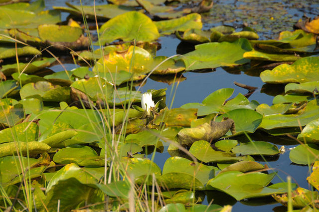 İğneada'da yer alan Longoz Ormanları doğaseverleri bekliyor.