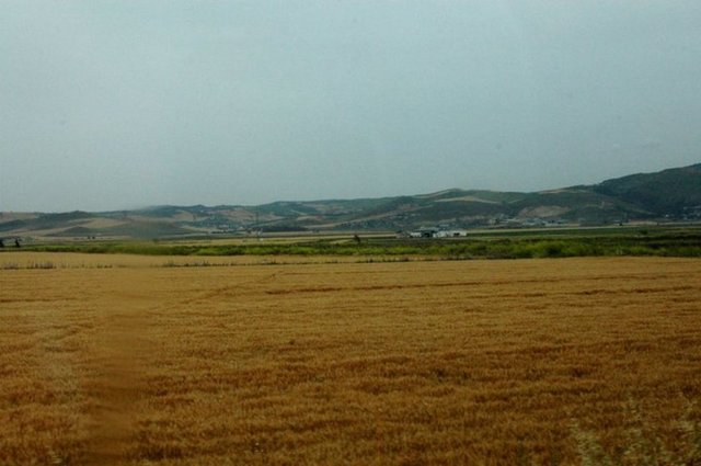 Bir gün Daphne yine kaçarken Apollon'la karşılaşır ve kaçmaya başlar. Bu sefer yakalanacağını anlayan Daphne babası Peneus'dan yardım ister. Peneus, Daphneyi Defne ağacına dönüştürür ve Apollon ona ulaştığında kalp atışları halen duyulmaktadır. Daphne sonsuza dek defne ağacı olarak kalacaktır. Ama içinde aşk ateşi yanan Apollon onu unutmayacağına ve unutturmayacağına söz verir. -  - Apollon, Defne'nin ağaç oluşunu hayret ve üzüntü ile seyreder.