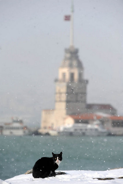 Bir gün Sultan'ın kızı çok hastalanmış. Uzun süre ateşli kalıp yataklara düşmüş. Hekimler kızı iyileştirmek için çabalamış ve çabalar sonuç bulmuş.