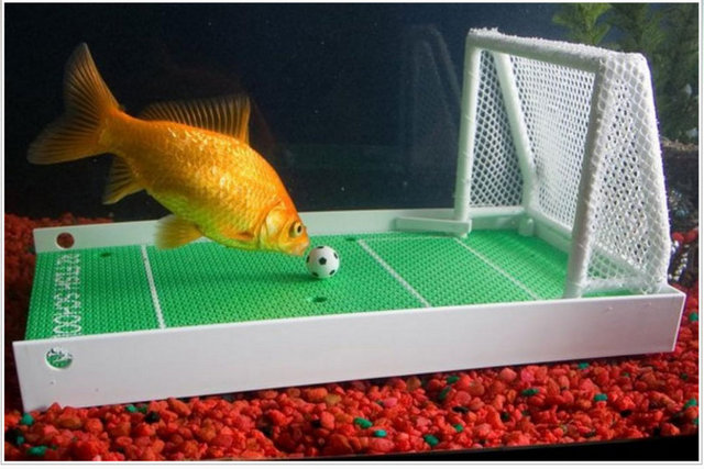 Balık Eğitim Seti: -  - Ne de olsa "eğitim şart!". Setin içinde, dünyanın en ünlü balık eğitimcisinin 45 dakikalık DVD'si yer alıyor. Boş vaktiniz var mı? Fiyat: 30 dolar.