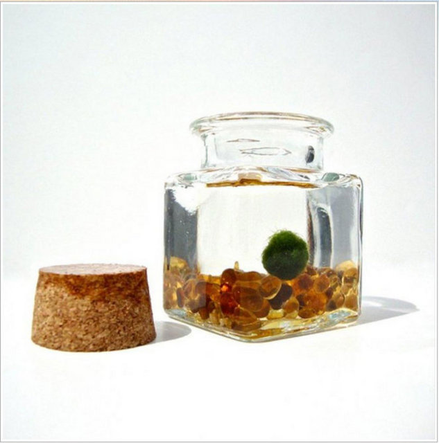 Japon yosun topu:  -  - Akvaryumda balık beslemeyi unutun. Artık bir yosun topunuz var. Ama niye? Fiyat: 15 dolar.