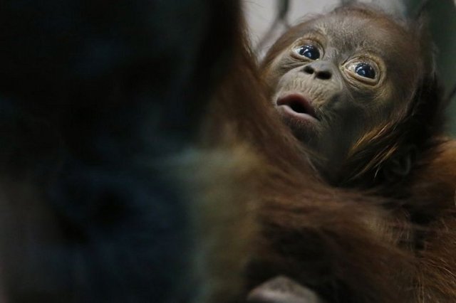 İNGİLTERE'DEKİ HAYVANAT BAHÇESİNDE YAŞAYAN ORANGUTAN ÜÇ GÜNLÜK YAVRUSUYLA