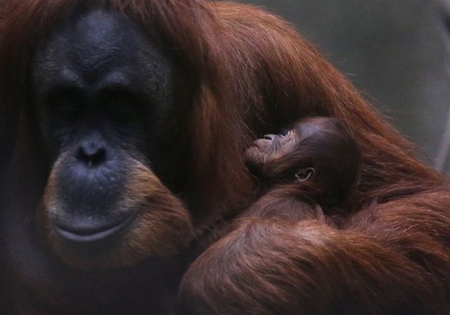 İNGİLTERE'DEKİ HAYVANAT BAHÇESİNDE YAŞAYAN ORANGUTAN ÜÇ GÜNLÜK YAVRUSUYLA