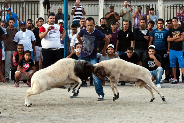 TUNUS'TA YAKLASAN KURBAN BAYRAMI NEDENIYLE, GELENEKSEK OLARAK ''KOC DOVUSLERI'' DUZENLENIYOR.
