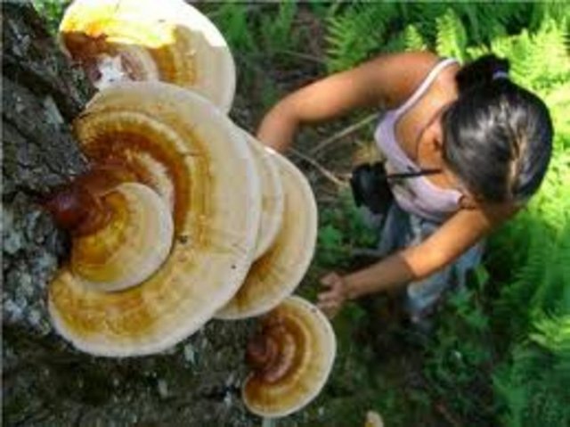 Reişi mantarı bağışıklık güçlendirmesiyle biliniyor.