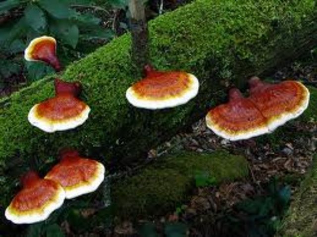 Reişi mantarı bağışıklık güçlendirmesiyle biliniyor.