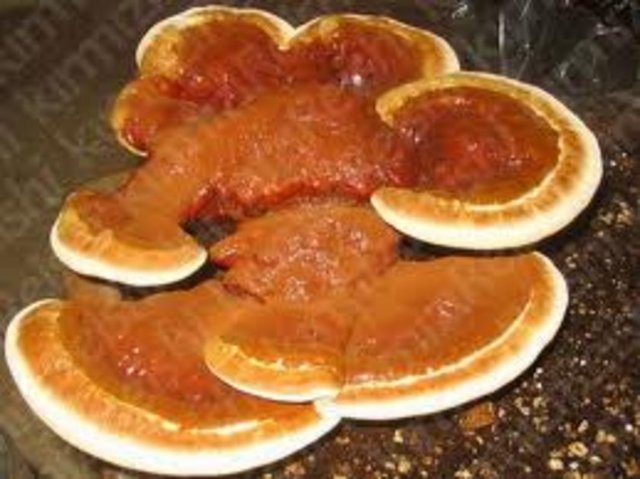 Reişi mantarı bağışıklık güçlendirmesiyle biliniyor.