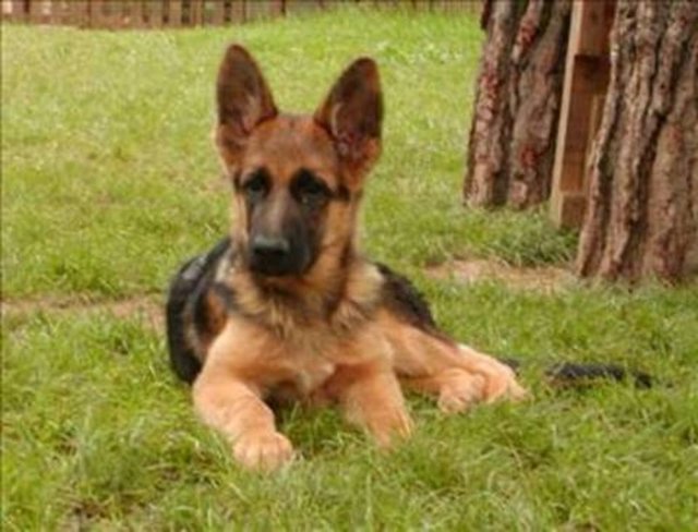 Komşusunun bahçesindeki köpeği tabancasıyla küçük saçmalar atarak sinirlendiren Jerry Williams, köpek tarafından ısırıldığı için komşusunu dava eder ve hastane masraflarına ek olarak 14 bin 500 dolar tazminat kazanır.