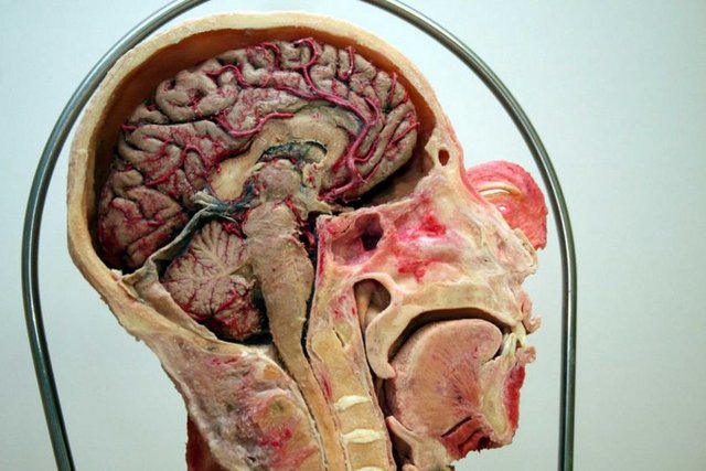 Beyin, ölümden yaklaşık 37 saat sonrasına kadar elektrik dalgaları ile sinyal göndermeyi sürdürür - Beyin, 15 yaş civarına gelindiğinde büyümesini durdurur.