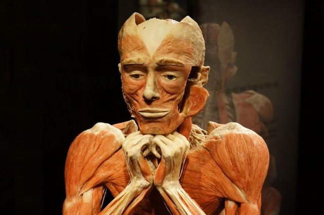 Çene kemiğiniz vücuttaki en sert kemiktir.