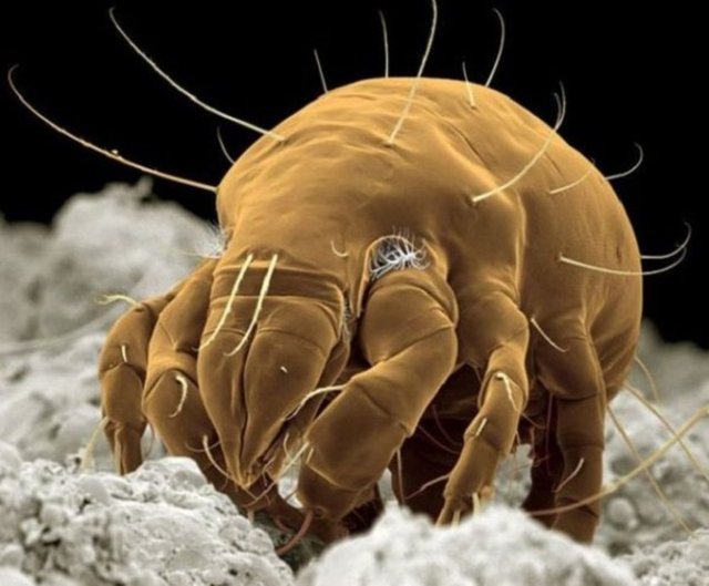 İnsan nüfusunun neredeyse yarısı göz kirpiklerinin içinde akar adı verilen böcekçikler barındırır.