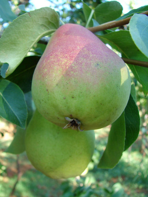 Kabızlığı önleyerek idrar söktürür. Yüksek tansiyonu düşürüp kanı temizler