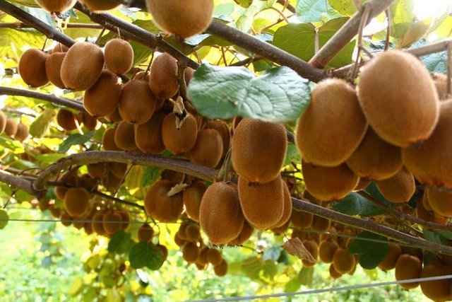 Ayrıca kansere karşı koruyuculuk gösteren luteini de bol miktarda içerir