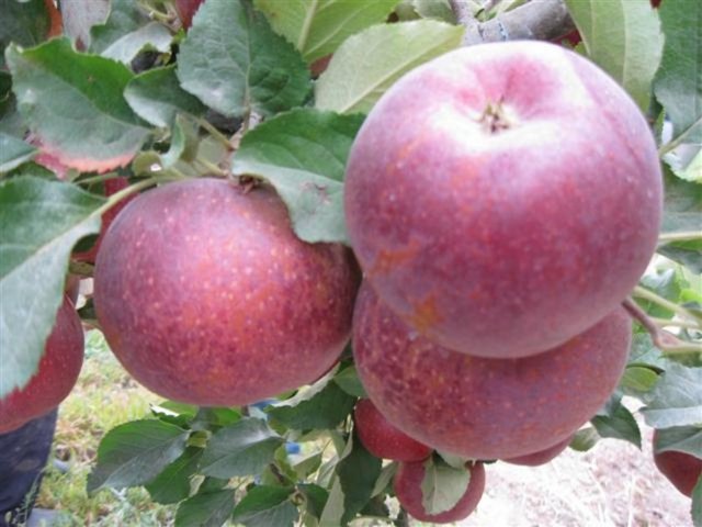 İçeriğinde B3 vitamini, karbonhidrat, potasyum, lif ve pektin bulunur