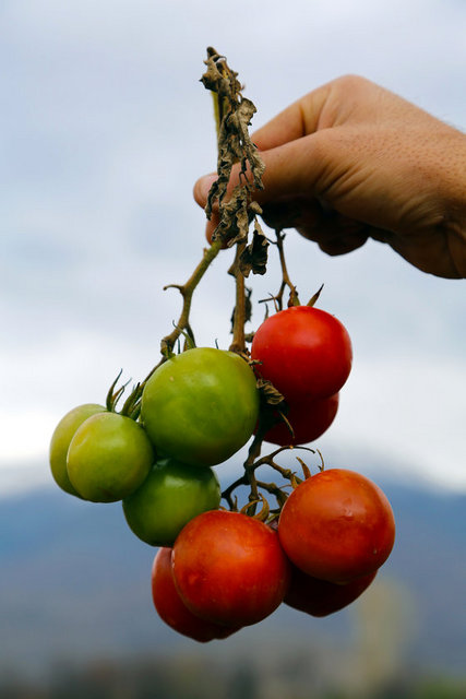 B5 VitaminiYumurta sarısı, yeşil sebze, karaciğer, bira mayası ve kuru sebzede bulunur, organların, dokuların hücrelerini besler -