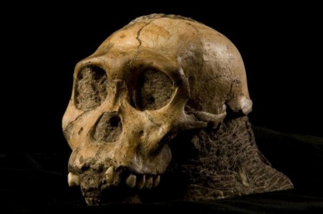1974 - Etiyopya'da 3.2 milyon yıl önce yaşamış bir insanın iskeleti keşfedildi, buna Lucy (Australopithecus) adı verildi.