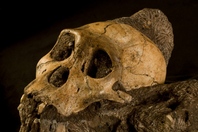 1974 - Etiyopya'da 3.2 milyon yıl önce yaşamış bir insanın iskeleti keşfedildi, buna Lucy (Australopithecus) adı verildi.