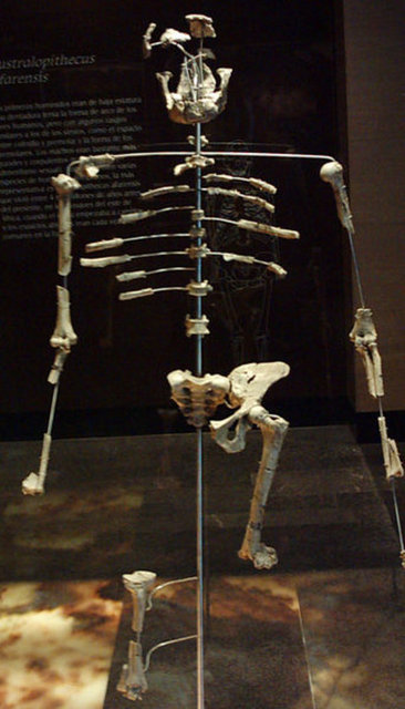 1974 - Etiyopya'da 3.2 milyon yıl önce yaşamış bir insanın iskeleti keşfedildi, buna Lucy (Australopithecus) adı verildi.
