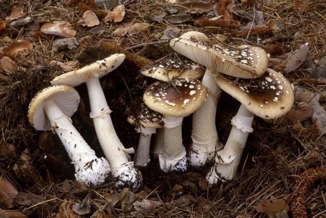 Pişirilirken içine tuz, sirke v.s. ilave edilirse zehir zararsız hale gelir.