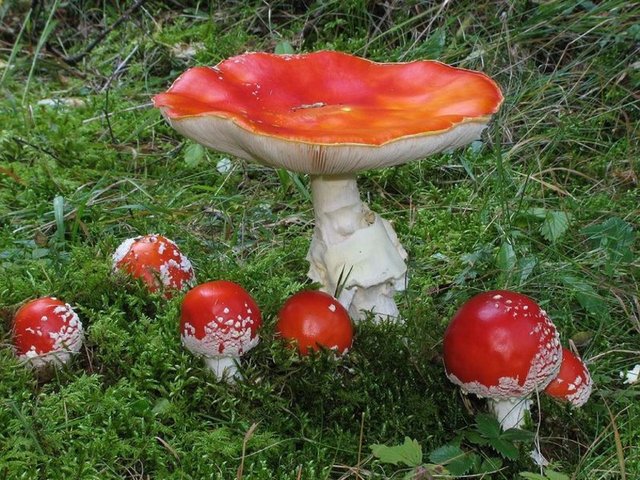 Zehirlenme belirtileri - Göz yaşarması, bol tükürük salgısı, terleme, mide bulantısı, kusma, karın ağrısı ve kramp, ishal, baş dönmesi ve göz bebeklerinde küçülme. Hasta vakit kaybetmeden kusturulmalı, mümkünse yedikleri mantarın örneğiyle beraber hemen bir sağlık kuruluşuna götürülmeli.