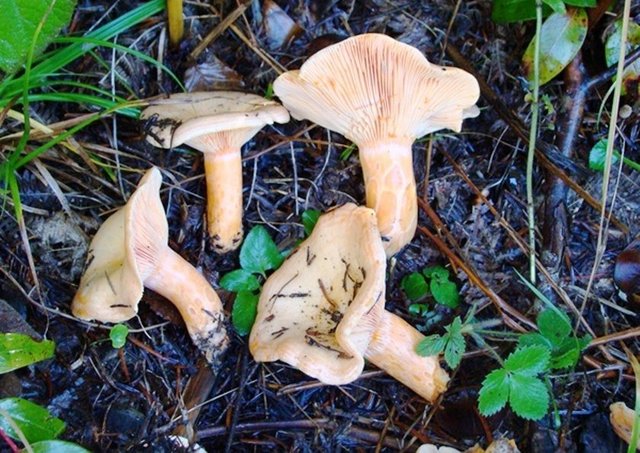 Öz suyu beyaz olan, yani sütlü olan mantarların zehirlidir.