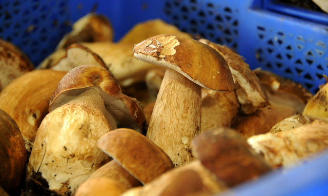 Kesilen mantarın kesim yüzeyinde zamanIa mavimsi renk oluşursa bu mantar zehirlidir.