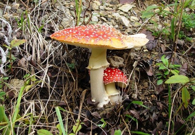 Mantar pişirilirken suyuna gümüşten yapılmış kaşık veya benzerleri konulduğu zaman gümüş kararır.