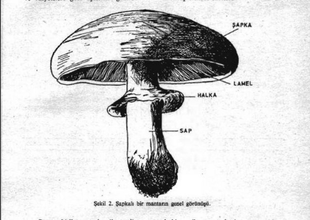 Şapka zarı kolay soyulan mantar zehirsizdir (Amanita musca-ria isimli mantar çok zehirli olduğu halde şapka zarı kolayca soyulur).