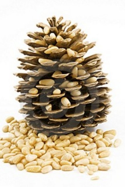 Çam fıstığı 100 gr - 600 cal