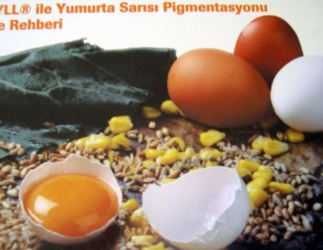 A vitamini - Balık, karaciğer, süt ve süt yağı, yumurta sarısı, sebze (havuç, kabak, biber, brokoli) ve meyvelerde(kayısı,kuşkonmaz,maydanoz,ıspanak, havuç,kereviz, marul, portakal, erik, domates) bulunur.