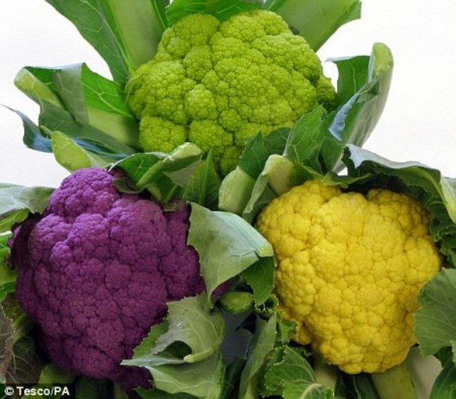 B3 VİTAMİNİ - Protein, yağ ve karbonhidrat metabolizması için gereklidir. Sığır eti, brokoli, karnabahar, havuç, peynir, mısır unu, yumurta, balık, süt, patates ve domateste bulunur.