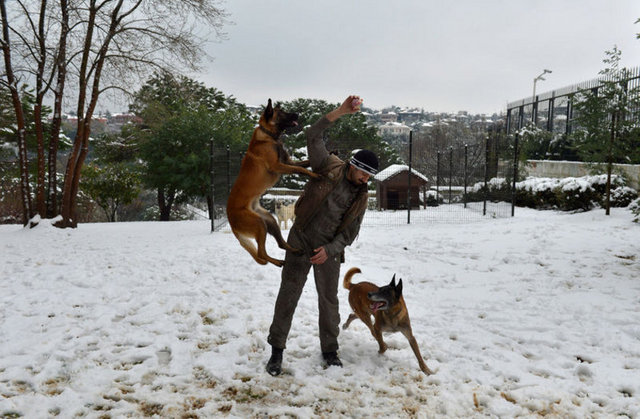 'Koruma başkanlığımızda görev yapan bomba arama köpekleri Ateş ve Barut, eğitmenlerinin gözetiminde Tarabya Yerleşkesi'nde karın keyfini çıkarıyor.''