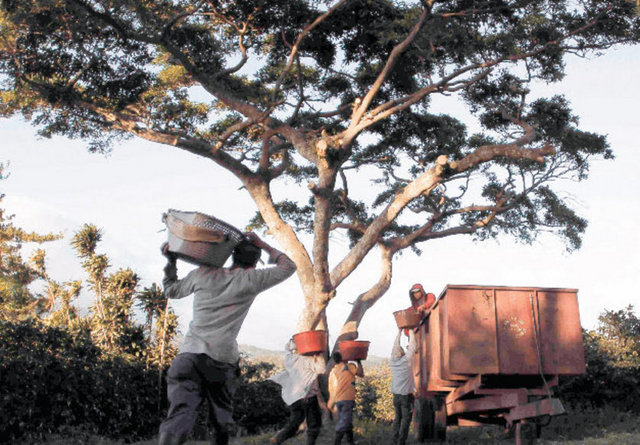 KOSTA RİKA Doğadaki canlı çeşitliliğine, doğal güzelliklerine ve volkanik dağlarına hayran kalacaksınız. Kosta Rika'da yaşıyorsanız bir gün içinde hem Pasifik Okyanusu'na hem de Karayipler'e gidebilirsiniz. Şirin sahil kasabaları, şelaleleri ve çimento rengi uzun kumsallarıyla huzurlu yaşamın adreslerinden.