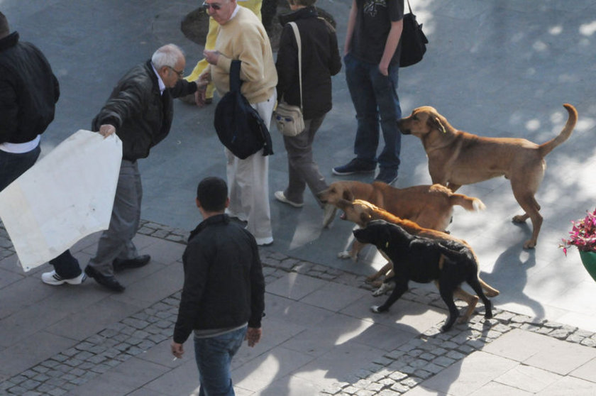 sokak köpekleri geceleri neden havlar