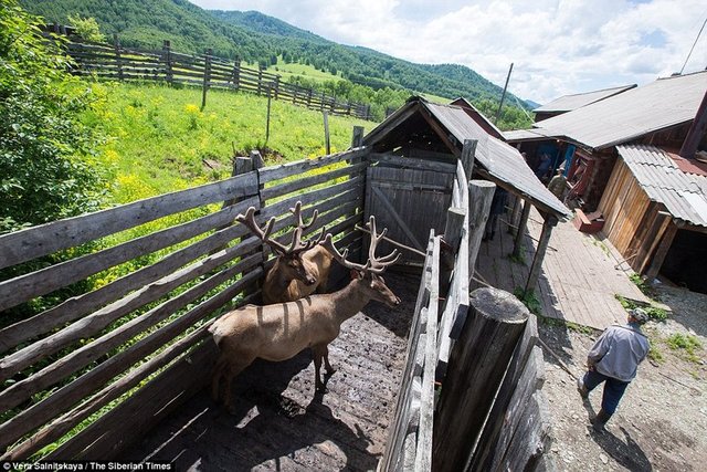 Ortaçağ'da inanılan ve hala devam eden 'geyik kanı' efsanesinin daha korkunç olanı da var!  -