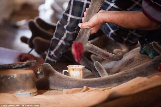 Cinsel gücü artırmak için kullanılan ilaçların nasıl yapıldığını gösteren bu kareler şok etkisi yaratıyor...