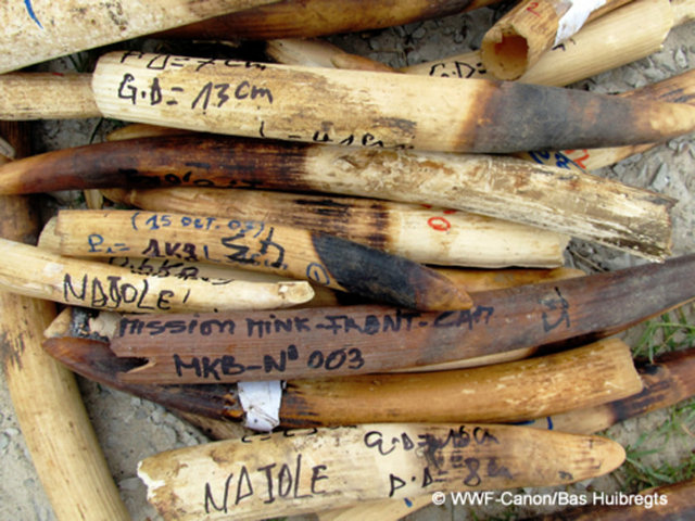"Nesli Tehlike Altında Olan Yabani Hayvan ve Bitki Türlerinin Uluslararası Ticaretine İlişkin Sözleşme" (CITES)'nin tarafları 3 yılda bir düzenlenen toplantı için bir araya geldi. -