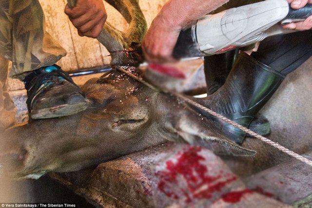 Maral geyiklerinin bağlanarak elektrikli testereyle kadife gibi görünen boynuzlarının kesilmesi şok etkisi yarattı.  -