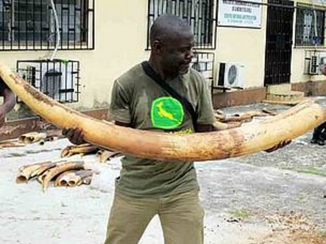 Afrika'da yalnızca 25 bin civarında kalan gergedanların içinde bulunduğu durum ise iç açıcı değil. Boynuzları için katledilen gergedan sayısı geçen yıla göre yarı yarıya arttı; kayıtlara göre sadece Güney Afrika'da 668 kadar gergedan öldürüldü. -