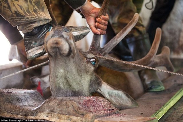 Ayrıca geyik kanının kadınlarda yaşlanmayı yavaşlatıcı etkisi olduğuna inanılıyor!  -