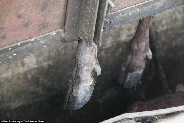 'Doğal Viagra' olarak görülen boynuz kanında şifa olduğuna inanan insanlar hayvanları türlü işkencelerle boynuzları uzadıkça kesmeye devam ediyor.  -