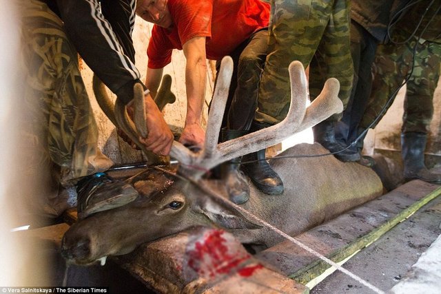 Geyik boynuzu kanından yapılan ve alternatif tıp için kullanılan bu ilaçlar Güney Kore ve Asya ülkelerine ihraç ediliyor.  -