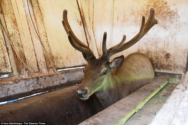Bir yıl sonra boynuzları uzayan hayvanlar yeniden aynı işkenceye maruz kalırken, Rus Hayvan Koruma yetkilileri konu ile ilgili olarak hayvana işkence yapıldığını belirterek önlem alınmasını istedi.  -