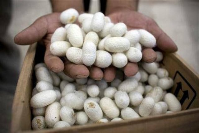 İpek işletmeciliği: İpek böceği güvesi ve larvası