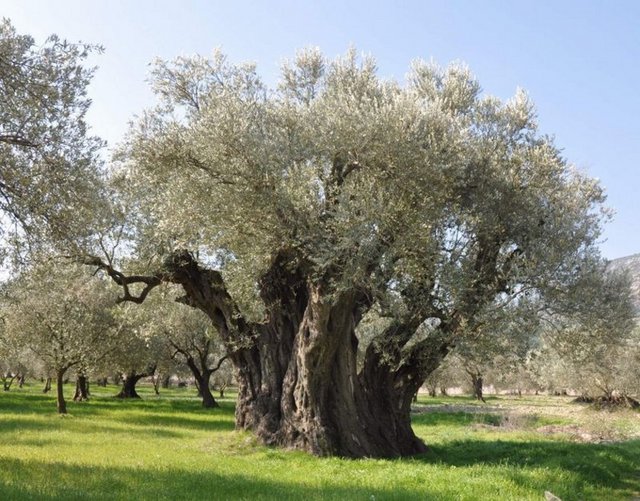 571; Hz. Muhammed'in doğumu,  622; Hz. Muhammed'in Mekke'den Medine'ye göçü,  1071; Malazgirt Savaşı,  1095-1272; Haçlı Seferleri