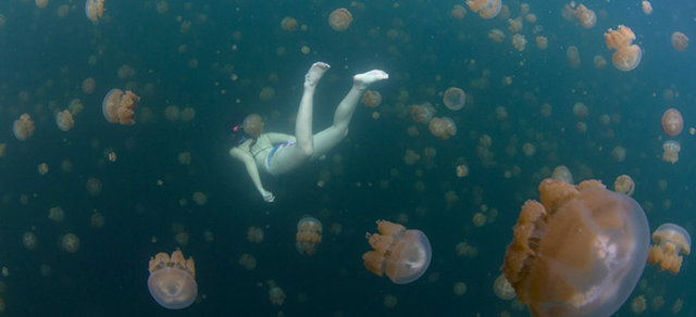 O kadar çok denizanası var ki adeta su görünmüyor.