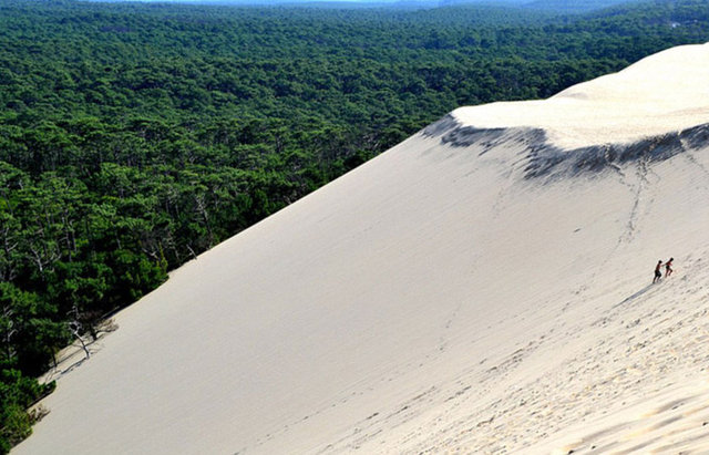 Bu da son 100 senede kumulun büyüklüğünün 2 katına çıkması demek. Bu hareket eden kum tepesi, bitişiğindeki evlerle ve yollarla çevrili ormanı geriye doğru iterken, 2. Dünya Savaşı sırasında Nazi orduları tarafından inşa edilen büyük atlantik duvarını çoktan yuttu.