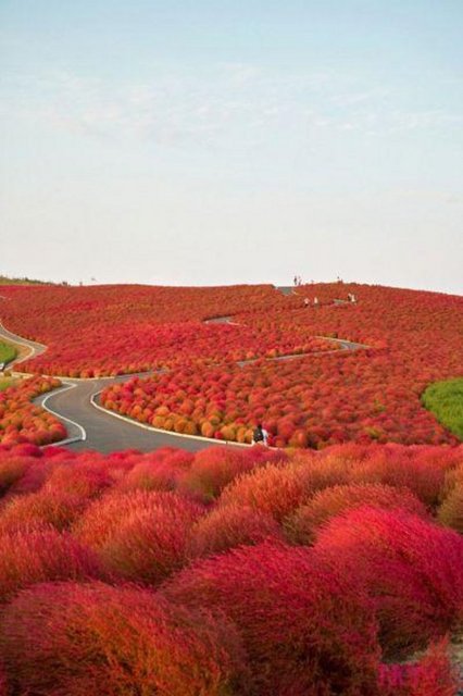 Kochia Tepesi, Japonya