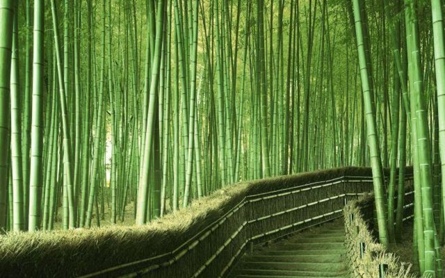 Bambu Ormanı, Kyoto, Japonya