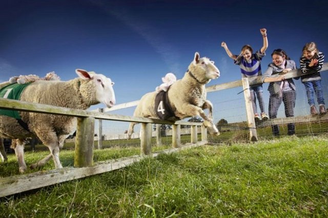 Dünyanın en hızlı koyunu Zippy Lambourghini. High Wycombe, Buckinghamshire, İngiltere'de yaşayan Zippy Lambourghini katıldığı 179 yarıştan 165'inde foto finişi önde geçti.